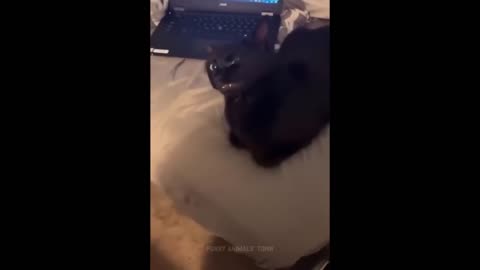 Funniest Cat Videos