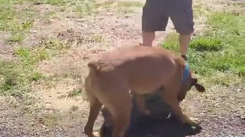 Boxer Protects Person from Shadow