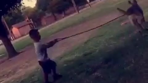 Brown dog chases ball and pulls kid holding his leash to the ground