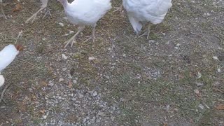 "Teenager" Turkeys Tailing Me