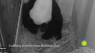 Twin panda cubs, and triplet bobcat kittens