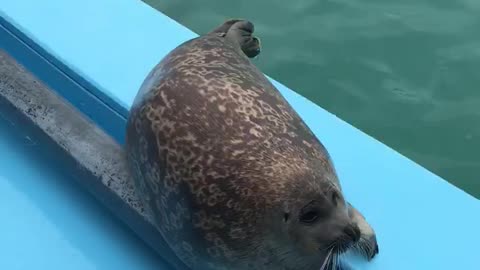 Seal pup adorably performs tricks for treats