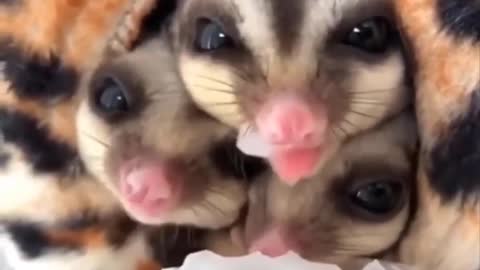Cutest baby animals Videos compilation