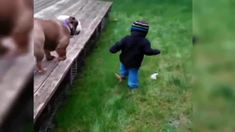 A Dog Drops a Child to The Ground