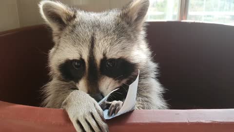 Raccoon received an allowance from his sister.