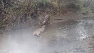 White Tail Buck Rescue