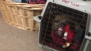 Pitbull teeths square cage