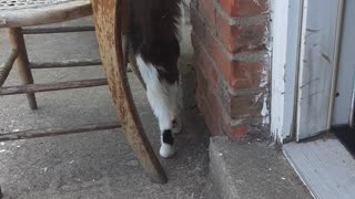 Kitties some were outside on they're porch for the first time..