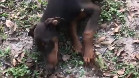 Dog starts limping when owner calls him over