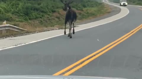 #moose #newfoundland #canada