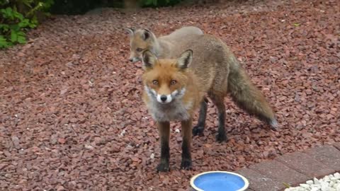 Fox and cubs looking for food