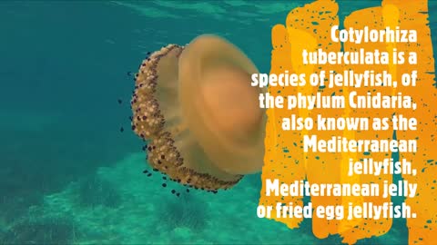 Fried egg Jellyfish | Brown Jellyfish | (Cotylorhiza tuberculata)