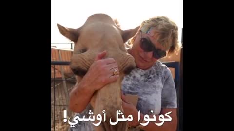 Dubai Camel Queen