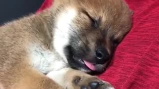 Brown puppy asleep on red pillow
