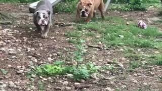 Bulldog puppies trying to get to mom first