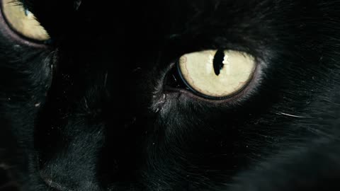 Black cat with yellow eyes