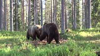 Bout Between Bears