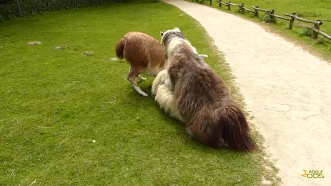 Sexual endeavours within the herd of lamas at Rheine NaturZoo