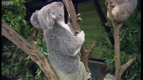 How Koalas Breed | Making Animal Babies | BBC Earth