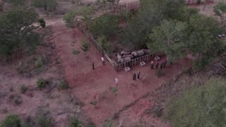 Orphaned elephants head back to the wild