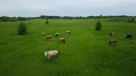 Flying over green field with grazing cows. Aerial background of country landscape