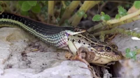 Frog fight for survival as snake try to swallow it by all means