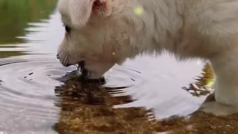 The little dog is drinking water by the river
