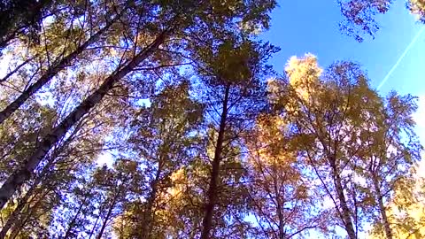 Beautiful autumn birch forest