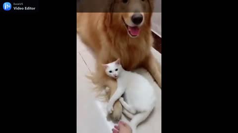White cat did not allow anyone to touch his golden best friend.mp4