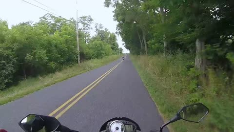 Baby Fawn Bolts in Front of Motorcycle