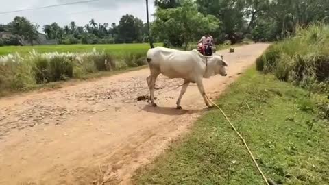 Monkey vs Cow | This bonded cow is inviting Langoor (Monkey) to fight with him