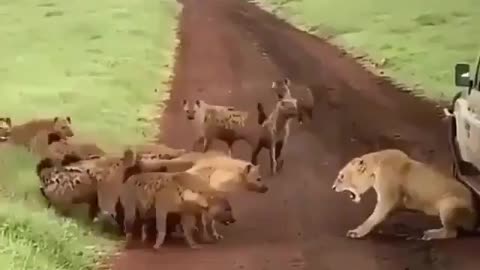 Pack of wild hyenas surrounding a wounded lioness.