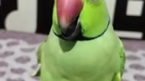 Parrot funny video seeing ghost