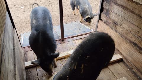 Getting feeder pigs used to the trailer