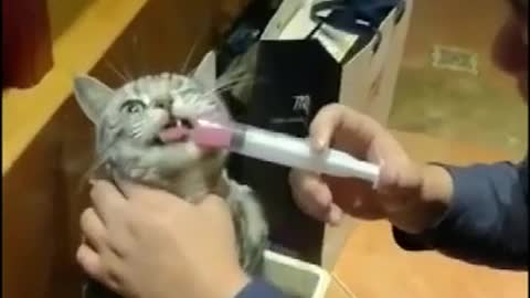 Funny Cat Injection videos - Cat Injection Funny Compilation