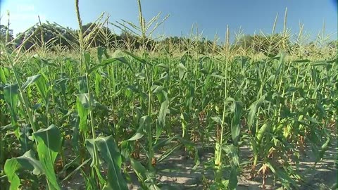 Amazing Agriculture Farm Tecnology - Life cycle of sweet corn Harvest and Processing