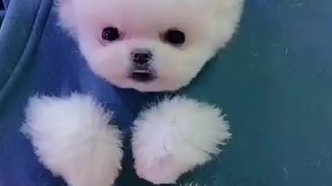 So Cute animals Videos #Dogs baby videos 2021/
