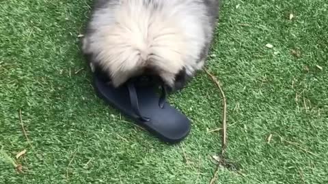 🔥Funniest Dogs will make you laugh all day long | Instagram Reels and Tiktok Videos | Desi animals 🔥