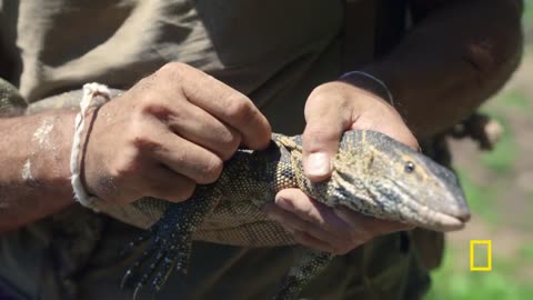 Hanging out with a monitor lizard | primal Survivor: Extreme African Safari