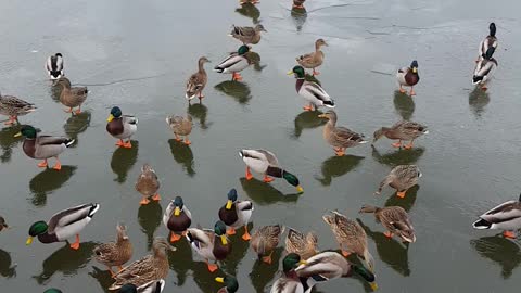 Feeding Ducks on a Frozen Lake