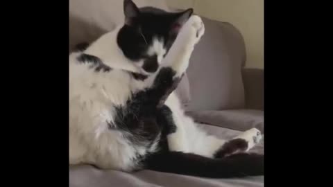 The Ultimate Funny Animal Video Collection for Pet Lovers