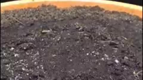 How God almighty grows vegetables timelapse