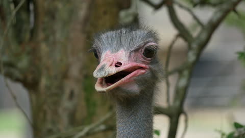 Close up shot head of ostrich at the ostrich farm