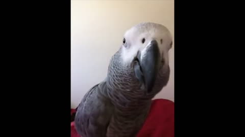 Check Out The Hilarious Moment When Parrot Recognizes Himself In Camera Phone