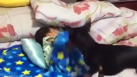 Cute dog is covering the sleeping baby