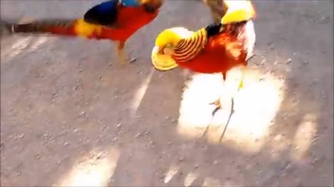 Beautiful Golden pheasant birds