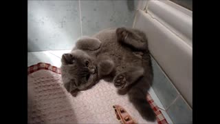 Cute kitten plays catch his fluffy tail in bathroom