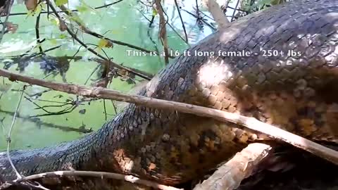 Anaconda de Brazil