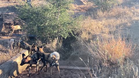 The African Wild dogs