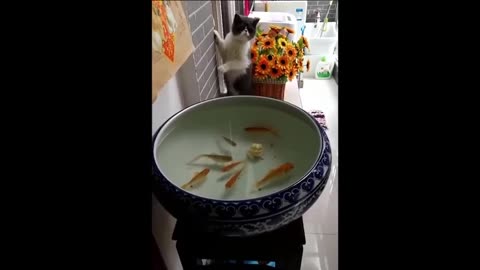 Funny Animals - Best videos Compilation. Video # 48